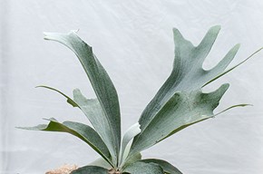 Platycerium (corna di alce)